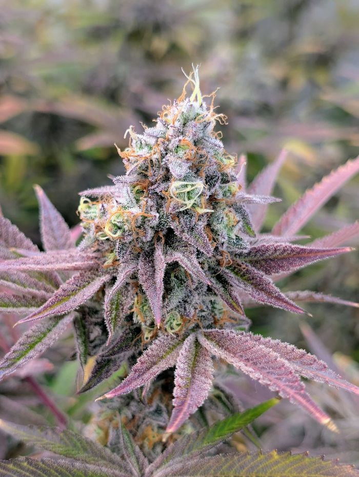 Vibrant cannabis bud with frosty trichomes and purple leaves in focus.